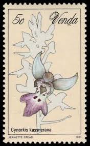 Image result for Cynorkis kassneriana