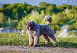 Owczarek flandryjski wisiorek naszyjnik igrzyska śmierci kobiety najlepszy przyjaciel choker,kupuj od sprzedawców w chinach i na całym. Wzorzec Bouvier Des Flandres Fci Nr 191