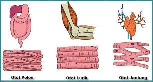 Otot dibagi menjadi 3 jenis yaitu otot lurik, otot polos dan otot jantung. Fungsi Jaringan Otot Jenis Struktur Letak Perbedaan Dan Gambar
