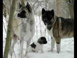 Please Watch If You Love Akitas Akita Dog Akita Puppies American Akita