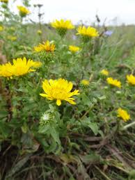 Image result for Austrosynotis