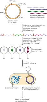 Figure 7 12 Construction Of A Genomic Library Of Human Dna In A Bacteriophage L Vector Molecular Cell Biology Ncbi Bookshelf Dna Human Dna Dna Cloning
