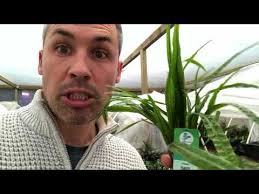 Crypt balansae Aquarium Plant