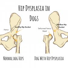 Guide To Novox For Dogs Uses Dosage Side Effects