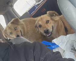 Rescue of Two Dogs in Fresno