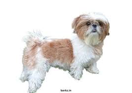 Looking for the shih tzu price? Barks In Shih Tzu Price In India Across All Major Indian Cities