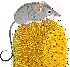 Honey Possum Clipart Free Download Transparent Png Creazilla 1080x1024 clipart of a cartoon happy opossum playing an electric guitar. honey possum clipart free download