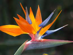 What Type Of Flower Are You Birds Of Paradise Flower Flower Images Flower Photos