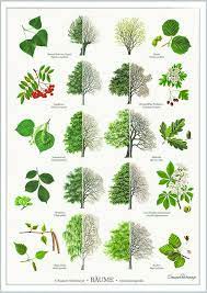 Redaktion haus.de 07.07.2020 11:40 uhr. Baume Poster A2 Pflanzen Baume Erkennen Einheimische Pflanzen