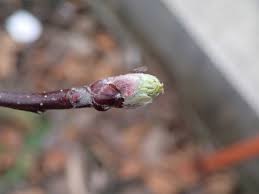 Image result for puklice švestková obrázek