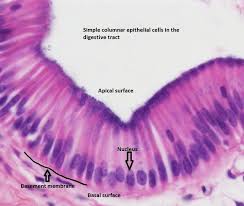 Simple Columnar Epithelium Human Anatomy And Physiology Anatomy And Physiology Teaching Biology
