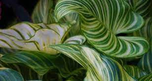 Table of contents calla lily varieties why we should plant calla lilies calla lily varieties. Zantedeschia Arum Lily Variegated Calla Lily Zantedeschia Aethiopica Green Zebra