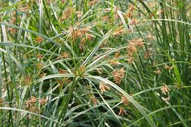 Image result for Cyperus longus