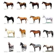Discover Horses For Kids Horse Colors Lesson Horse Coat Colors Horse Color Chart Horse Coloring