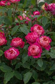Read honest and unbiased product reviews from our users. Benjamin Britten Ausencart Beautiful Rose Flowers Rose Flower Beautiful Flowers