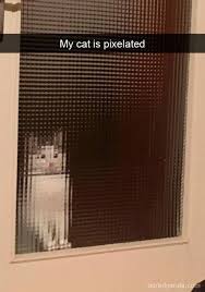 The u/oddlygruntled community on reddit. Cat Memes From Reddit That Ll Add Many Years To Your Lifespan Cats On Catnip
