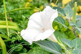 Moonflowers (ipomoea alba) are large and fragrant flowers that bloom only in the evening and at night. Moonflower Plant Care Growing Guide