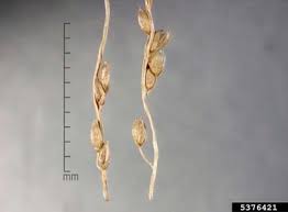 Image result for Digitaria abyssinica