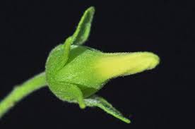 Image result for Diospyros lycioides subsp. lycioides-sericea intermediates