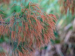 Image result for Casuarina littoralis