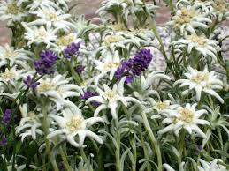 Edelweiss The Swiss National Flower A Beautiful Wildflower Wild Flowers Flowers Travel Tours