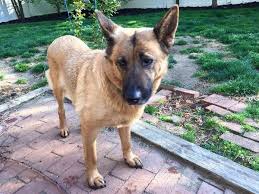 This breed only thrives with enough regular exercise to burn. Lost Dog German Shepherd In Kings Park Ny Lostmydoggie Com Losing A Dog German Shepherd Colors German Shepherd