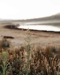 Just Living Is Not Enough One Must Have Sunshine Just Living Is Not Enough One Must Have Sunshine Freedom And A Little Flower Hans Christian Andersen Hans Christian Hans Christian Andersen