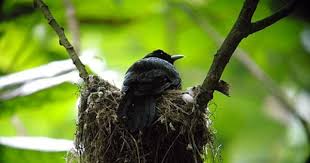 Fatuhiva Monarch Pomarea Whitneyi Pet Birds Fatu Hiva Monarch