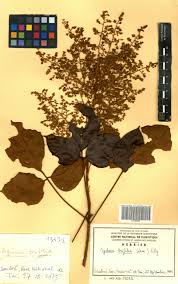 Image result for Agelaea pentagyna