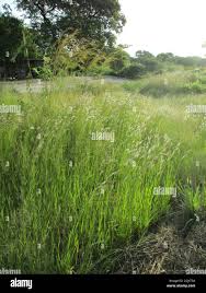 Image result for Cyathula orthacantha