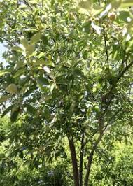 Image result for Achariaceae