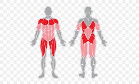 In this video we look at the 13 major muscle groups in the human body, and some everyday movements that each group is involved in.transcript noteswhat are th. Sartorius Muscle Muscular System Human Body Skeletal Muscle Png 605x500px Watercolor Cartoon Flower Frame Heart Download