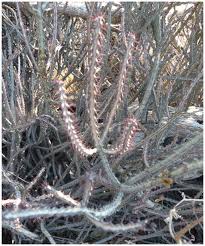 Image result for Agelanthus igneus