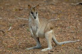 We did not find results for: The Agile Wallaby Is Commonly Sighted In Northern Australia