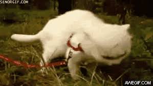 People claim they have exorbitant health benefits, but mostly they're just good at lighting up a room and attracting cats, apparently. Batch 2 Podcast Episodes Outside In