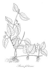 Image result for Crepidorhopalon schweinfurthii