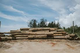 Langsung meninggalkan hutan tanpa melakukan sesuatu yang mengembalikan. Pantau Jejak Penebangan Hutan Ilegal Edisi Pertama Lima Wilayah Teratas Untuk Dipantau Wri Indonesia