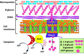 Cellulose, the most important constituent of plant cell wall is made up of _____. Fungal Cell Wall An Overview Sciencedirect Topics