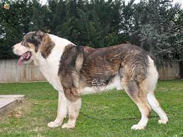 Alabay türkmen çoban köpekleri, türkistan coğrafyasında binlerce yıldır insanlar tarafından sürüleri ve kendilerini korumak için yetiştirilen bir köpek ırkıdır. Alabay Elityavru Com