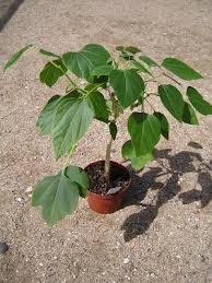 Image result for Gyrocarpus