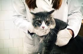 It gives the veterinarian a wealth of information. Understanding Ascites In Cats Tufts Catnip