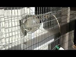 I previously made a hay rack for bao bao & luna with two nic panels and decided this past weekend that squishy needed his own to keep the hay wastage down as well as make it easier to track his hay consumption. Keeping Quail On My Balcony Backyard Farming Homestead Chickens Quail