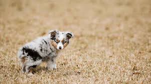 Avustralya Cobanlari Icin En Iyi Kopek Mamalari Yavru Kopekler Yetiskinler Ve Yaslilar