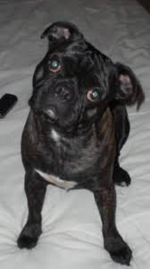 We did not find results for: Boston Terrier Pug Mix Puppies Pets Lovers