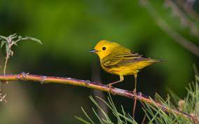 More images for yellow warbler types of yellow birds » Yellow Warbler Audubon Field Guide