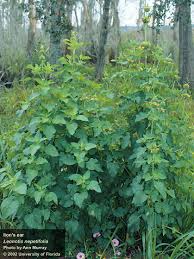 Image result for Leonotis nepetifolia