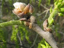 Image result for Populus ×  canescens