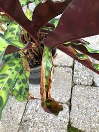 Check spelling or type a new query. Keep Your Calathea Alive The 1 Secret To No Crispy Edges