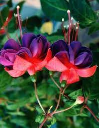 How To Grow Fuchsia In Pots Fuchsia Plant Fuchsia Flower Hanging Flower Baskets