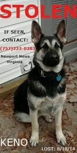 Newport News Va Missing Male Dog Update 12 10 14 Still Missing Keno Went Missing Near The Newport News Park In August 201 Losing A Dog Craigslist Pets Dogs